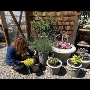 Planting Containers, Dealing with Spider Mites & One Plant Per Pot Project! 🌸🕷🌿 // Garden Answer