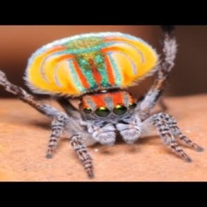 Peacock Spider Dances To Save His Life | The Dodo