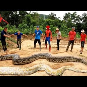 Team Spider-Man And Hunter Teamed Up To Catch 2 Giant Pythons | Fish King TV