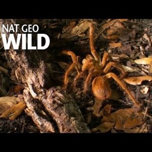 The Biggest Spider on the Planet | Bite, Sting, Kill
