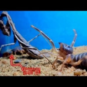 Mantis VS Scorpion VS Camel spider – Which is stronger between them ?