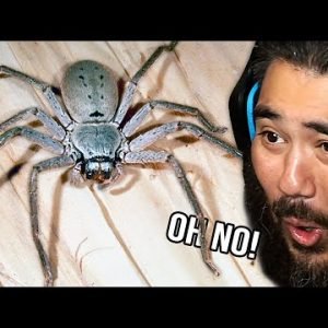 I Show My Friend With Arachnophobia BIG Australian Spiders