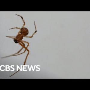 Dead spiders reanimated in Texas lab to become necrobotic grabbers