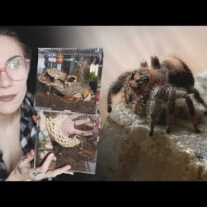 About my JUMPING SPIDERS .. Pumpkin / Chestnut / Milk (updates, babies & feeding)
