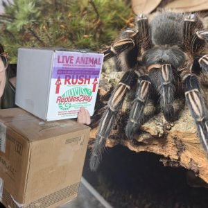 DOUBLE TROUBLE!.. Unboxing 2 Adult Tarantulas!!