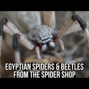 EGYPTIAN SPIDERS & BEETLES FROM THE SPIDER SHOP