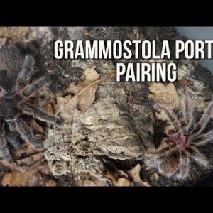 GRAMMOSTOLA PORTERI PAIRING (Chilean Rose Hair tarantula)