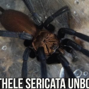 LINOTHELE SERICATA/MEGATHELOIDES UNBOXING (Columbian funnel web spider/Giant curtain web spider)