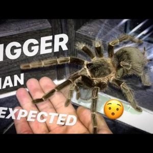 I underestimated my 2nd LARGEST TARANTULA’s size ~ Yep, she’s BIG !!!