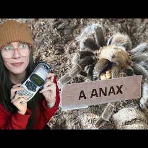 I'm a MESS. Let's label ALL my TARANTULAS (finally)