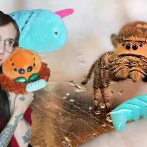 LIMITED PUMPKIN PLUSHIE!.. My JUMPING SPIDERS eat GUMMY WORMS!