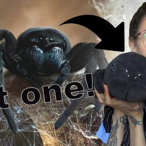 My VELVET SPIDERS!.. Updates & LIMITED EDITION Wednesday Plush!!