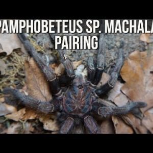 PAMPHOBETEUS SP. MACHALA PAIRING (Purple bloom tarantula)