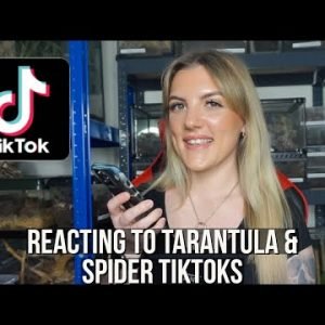 REACTING TO TARANTULA & SPIDER TIKTOKS