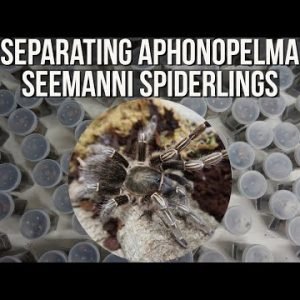 SEPARATING APHONOPELMA SEEMANNI SPIDERLINGS (Baby tarantulas)