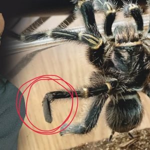 She BROKE his leg.. Tarantula pairing gone WRONG