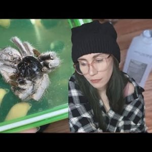Tarantula collection losses, update