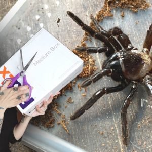 UNBOXING the ANGRIEST Trapdoor Spider I’ve ever met!