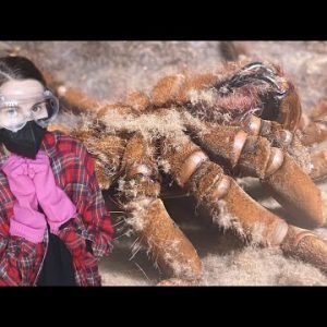 BEWARE the Goliath Bird-Eating Tarantula HAIR!.. INSANE Molt Timelapse & MORE