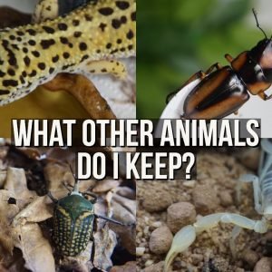 WHAT OTHER ANIMALS DO I KEEP? (Not tarantulas or spiders)
