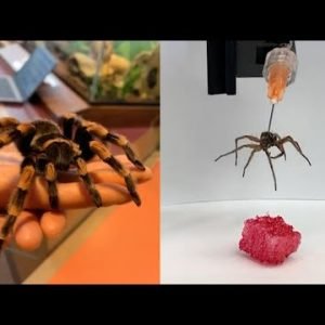 This Week in Science : Turning dead spiders into robots