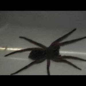 Giant Garage Spider