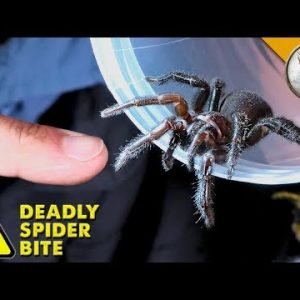 DEADLIEST SPIDER BITE!