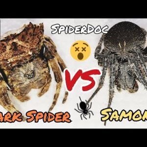 BARK Spider VS SAMON of Isabela. An Extraordinary Spider Fight!