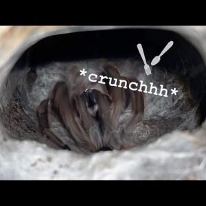 Crunchy COCKROACHES get SLAYED !!! ~ Tarantula Feeding ASMR
