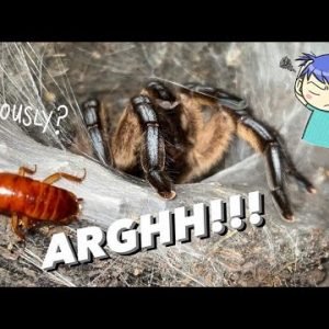 THE MOST FRUSTRATING TARANTULA FEEDING VIDEO ~ RAGEEEE !!!!