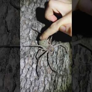 A Huntsman Spider Gets A Gentle Pat || ViralHog