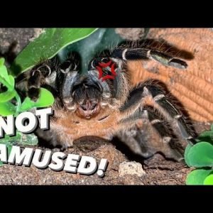 She was Not Amused !!! ~ Tarantula Feeding
