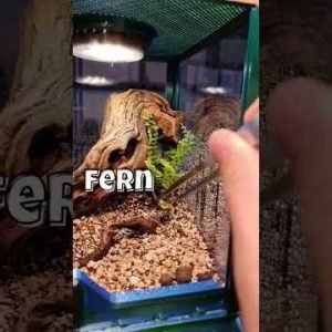 Making A Terrarium For A Cute Jumping Spider