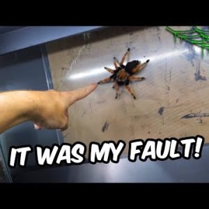 Another SPIDER ESCAPE…It Was MY FAULT! + Skull bliss