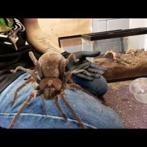 DANGER!! HANDLING THE LARGEST SPIDER IN THE WORLD!!! | BRIAN BARCZYK