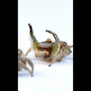 Why jumping spiders are the best things with 8 legs #shorts