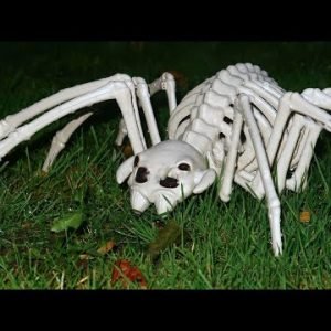 TOP 15 MOST Poisonous Spiders