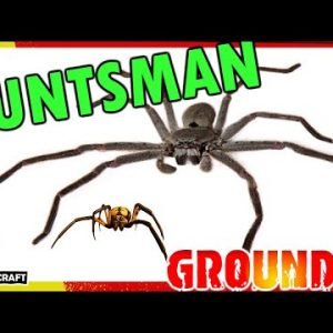 THE SPIDERS THAT WERE CUT FROM GROUNDED! Huntsman! Trapdoor? What Spider Do You Want In Future?