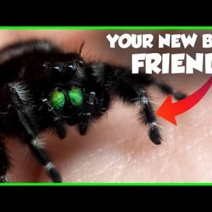 This Spider Will CURE Your Arachnophobia – The Bold Jumping Spider