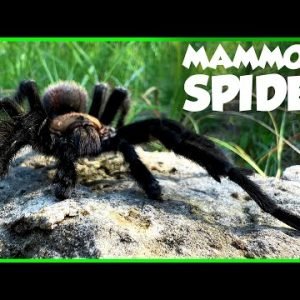 AMERICA’S LARGEST SPIDER! Hunting for Giant Tarantulas