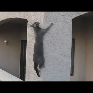 Spider Cats