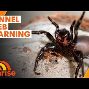 Expert tips as funnel web spider population grows | Sunrise