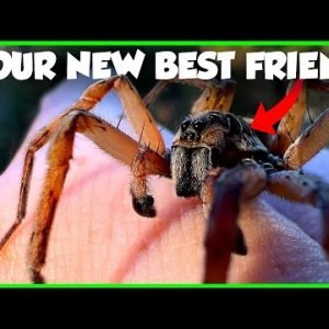 This Spider Will CURE Your Arachnophobia – The Giant Wolf Spider