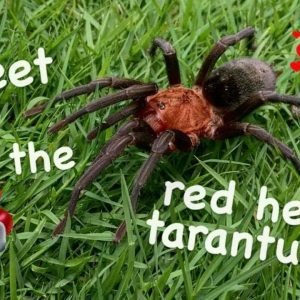 Meet the Red Head TARANTULA