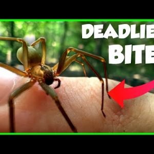 You’re WRONG About The Brown Recluse Spider