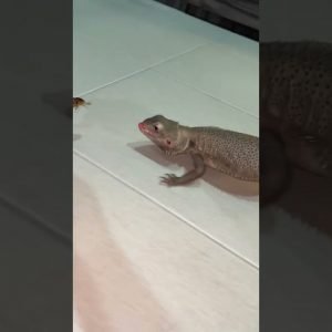 HOW TO make your Lizard WORK for FOOD 🤣 #shorts