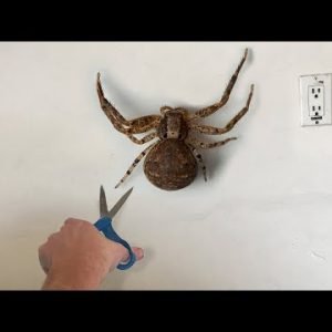 this SPIDER won’t leave my home..