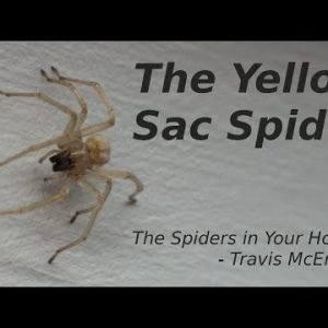 The Spiders in your House – The Yellow Sac Spider
