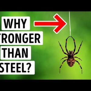 Spider Silk Is So Strong It Could Stop a Plane