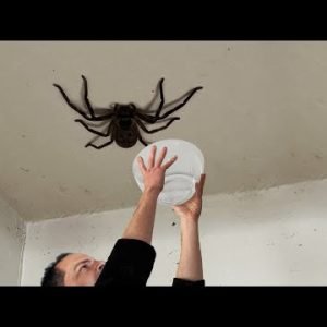 i can’t capture this HUGE spider…